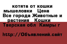 котята от кошки мышеловки › Цена ­ 10 - Все города Животные и растения » Кошки   . Тверская обл.,Кимры г.